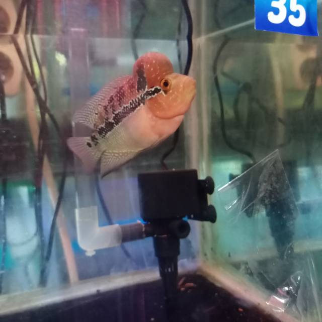 Ikan lohan srd 35 uk 8-10cm (3jari)