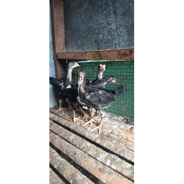 Anak Ayam Pama X Pakhoy (PamaKhoy)