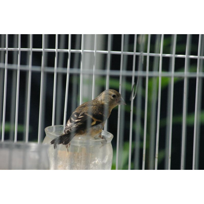 Red Siskin Jantan Anakan