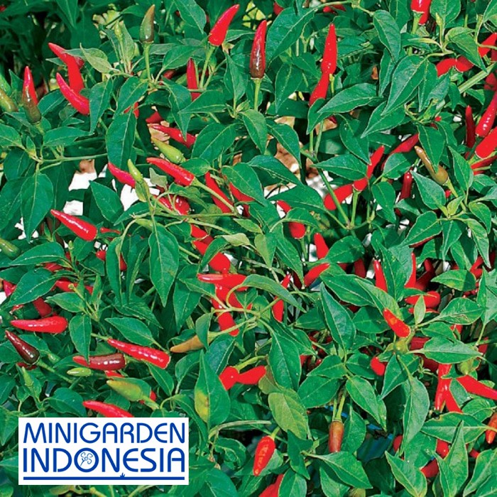 100 BENIH cabe RAWIT merah bibit tanaman sayur sayuran cabai hijau