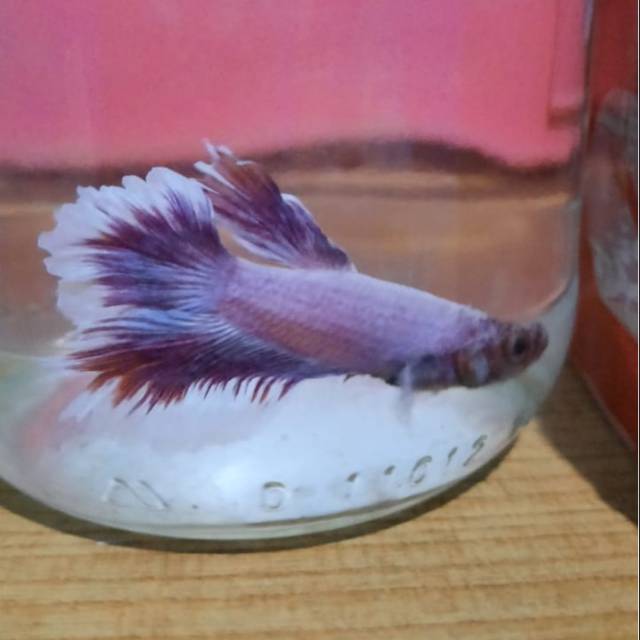 Ikan cupang Halfmoon Big Ear Lavender Size M