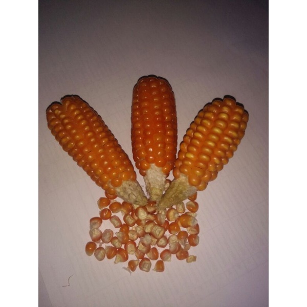 

Jagung Mini Asli Madura 1kg (Tidak di pipil)