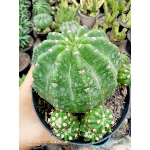 Kaktus echinopsis subdenudata indukan besar/kaktus sanggul botak import/kaktus pasaman/kaktus murah