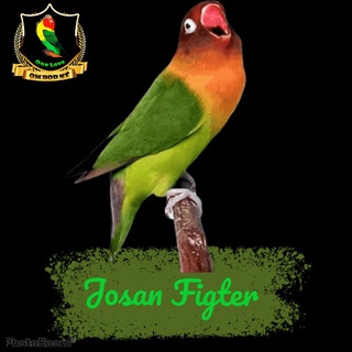 430+ Gambar Sketsa Burung Lovebird Ngekek Gratis Terbaik