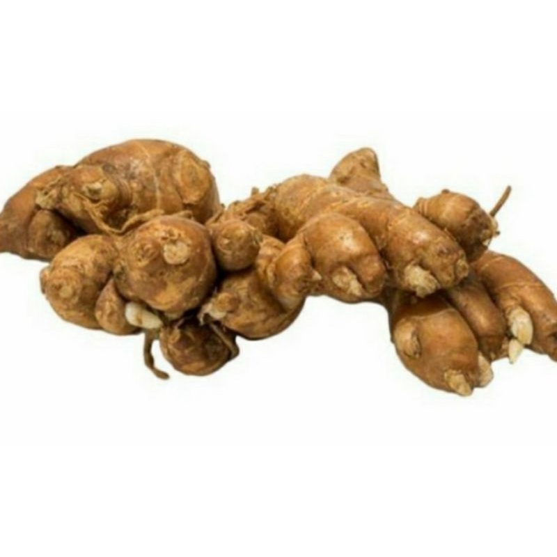 

kencur cekur segar 1kg