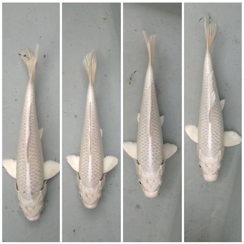 Koi Ogon Platinum Warna cerah Mantap Size 18-20cm
