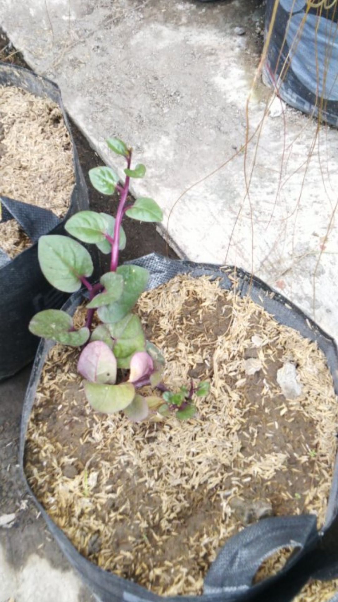 Binahong Merah