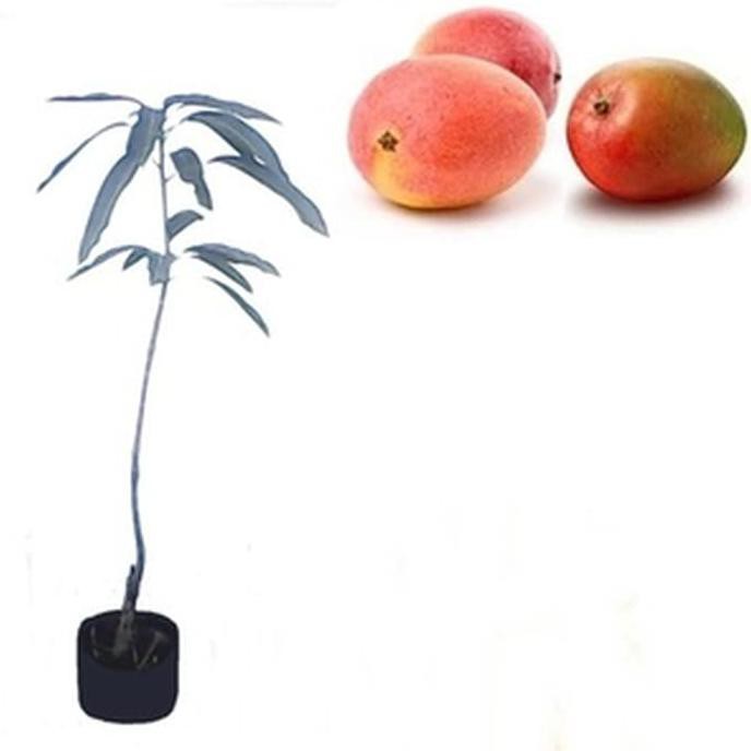 Bibit Buah Okulasi Tanaman Mangga Gedong Gincu Cups