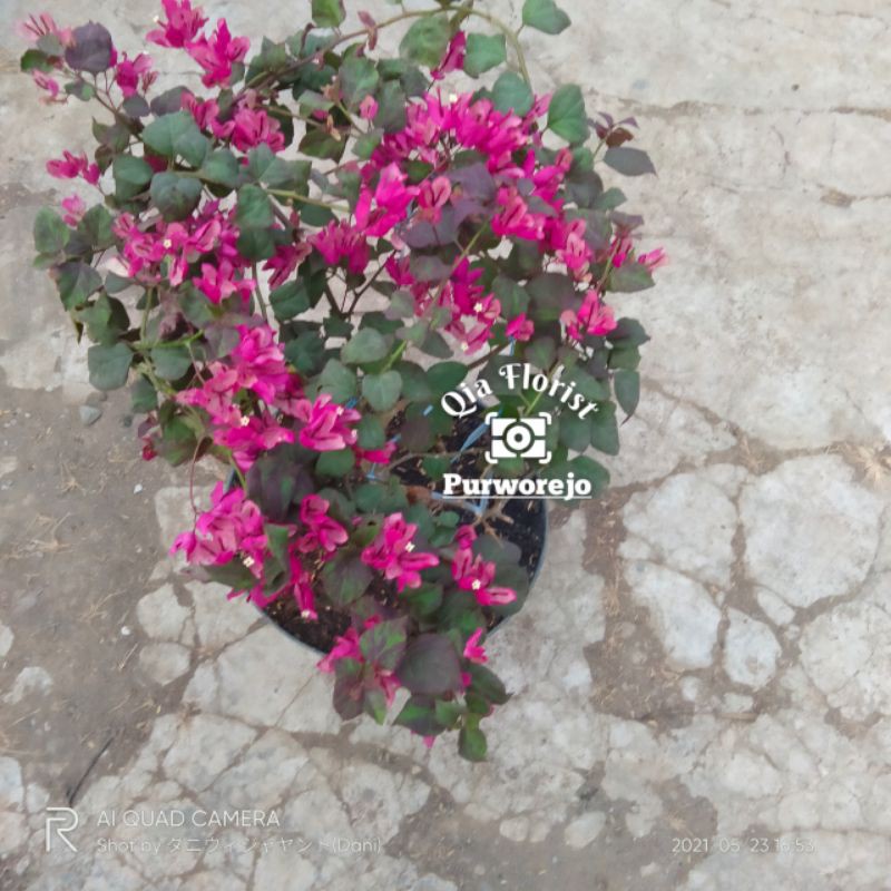 Bougenville black maria