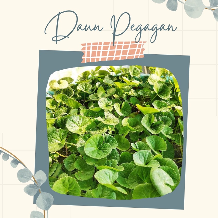 Tanaman Pegagan Hias Bunga Pegagan Tanaman Hias Pegagan