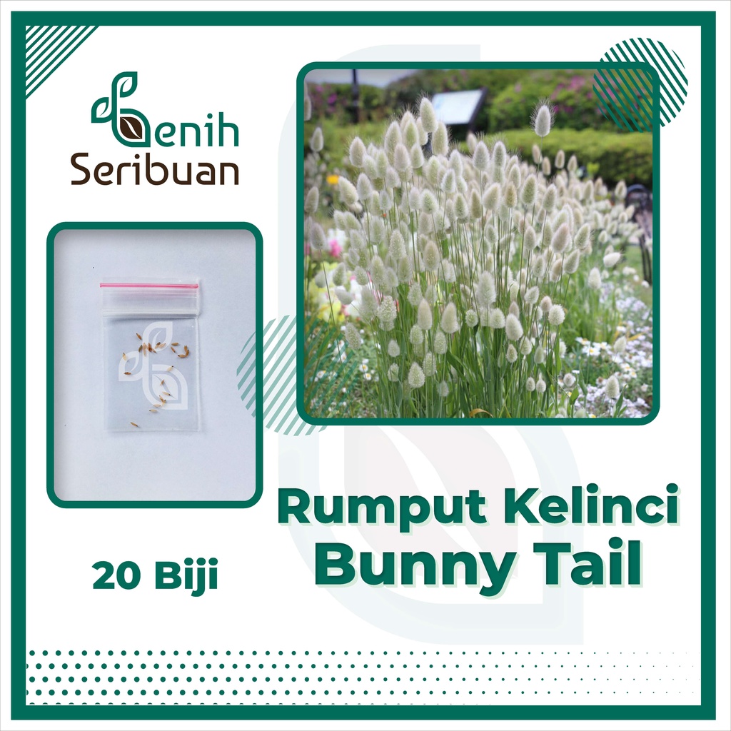 BS-BYL Bibit Bunga Benih Tanaman Bunga Hias Matahari Mawar Aster Vinca Krisan Telang Sunflower Krokot Lavender Marigold Zinnia-BUNNY TAIL GRASS