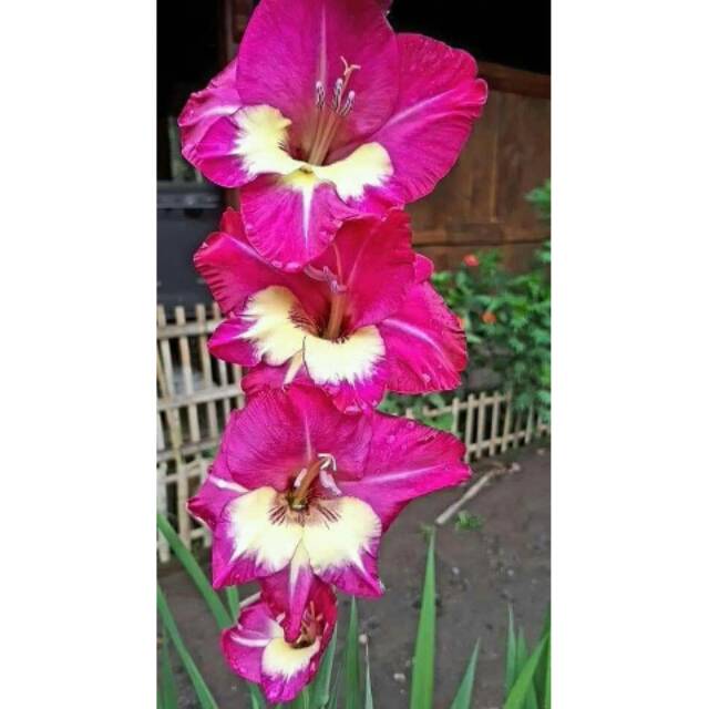 Umbi Gladiol Ungu Cantik