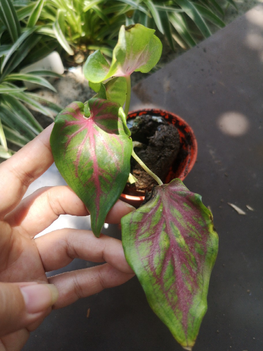 Caladium Whorton,bibit Caladium ,keladi Hias