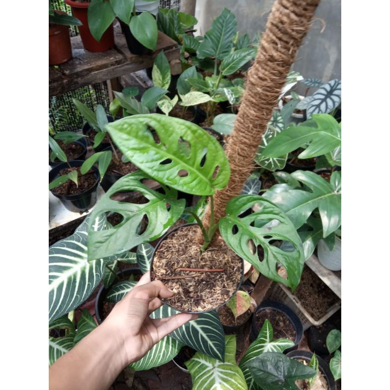 monstera acuminata #aroid #monstera #aroid