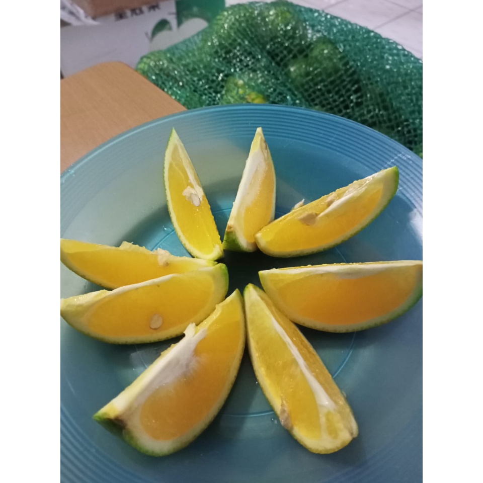 Jeruk baby Java Okulasi hida bibit