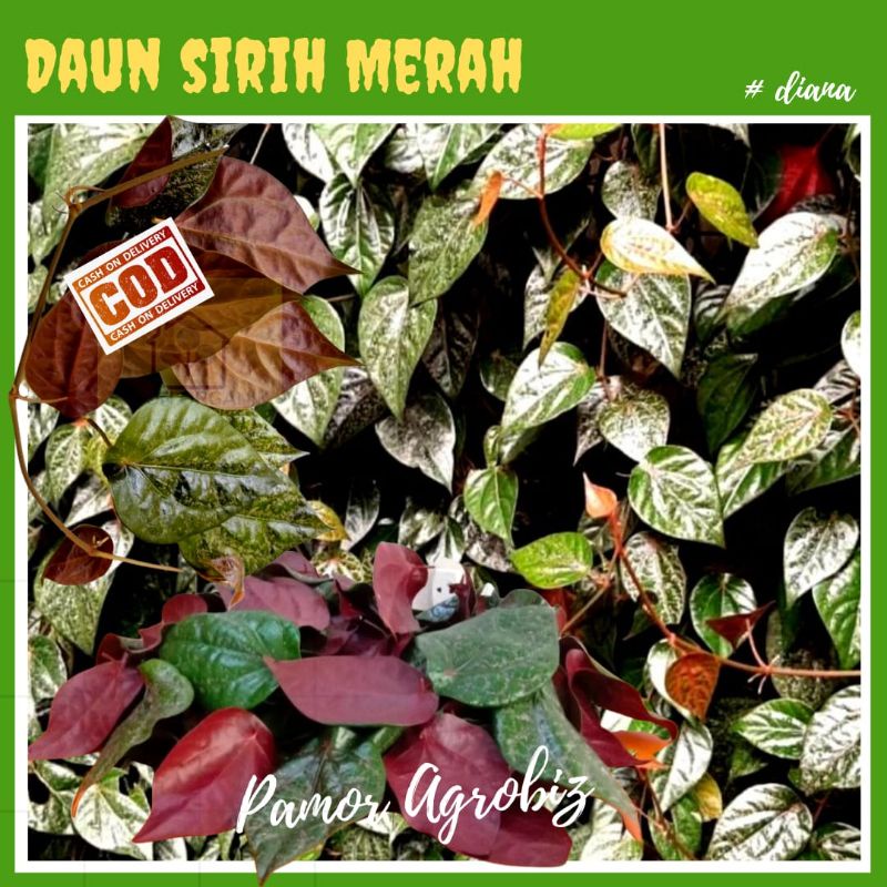 Jual Daun Sirih Merah Segar Alami Langsung Petik Pohon Non Pestisida