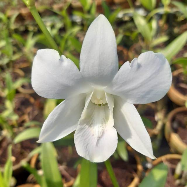 bibit Anggrek Dendrobium White Sonia Dewasa