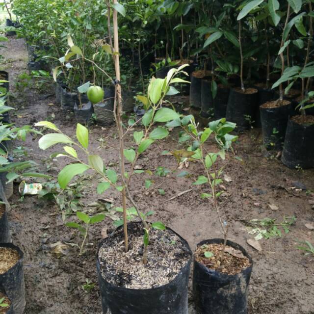Bibit Apel putsa / Apel india