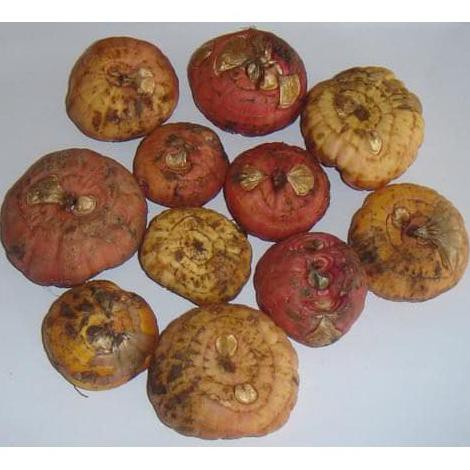 Umbi Benih Bunga Gladiol Mix @_#