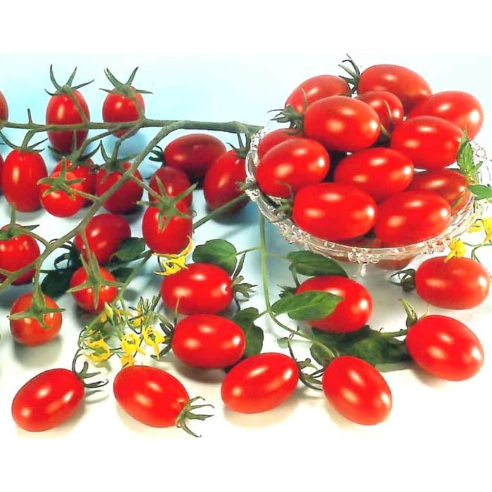 12 Bibit Tomat Cherry Tropical Ruby Benih Sayuran Chery Super Buah Ceri Tanaman Hias Sayur Seribuan