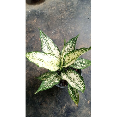 aglaonema snow white