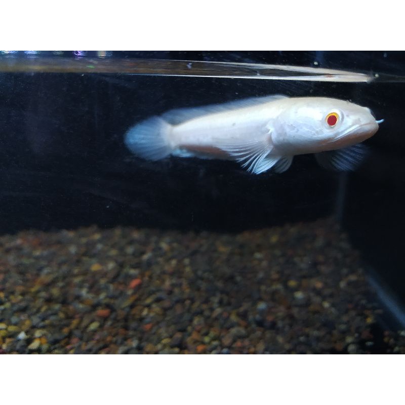 channa striata albino mata merah ekor normal