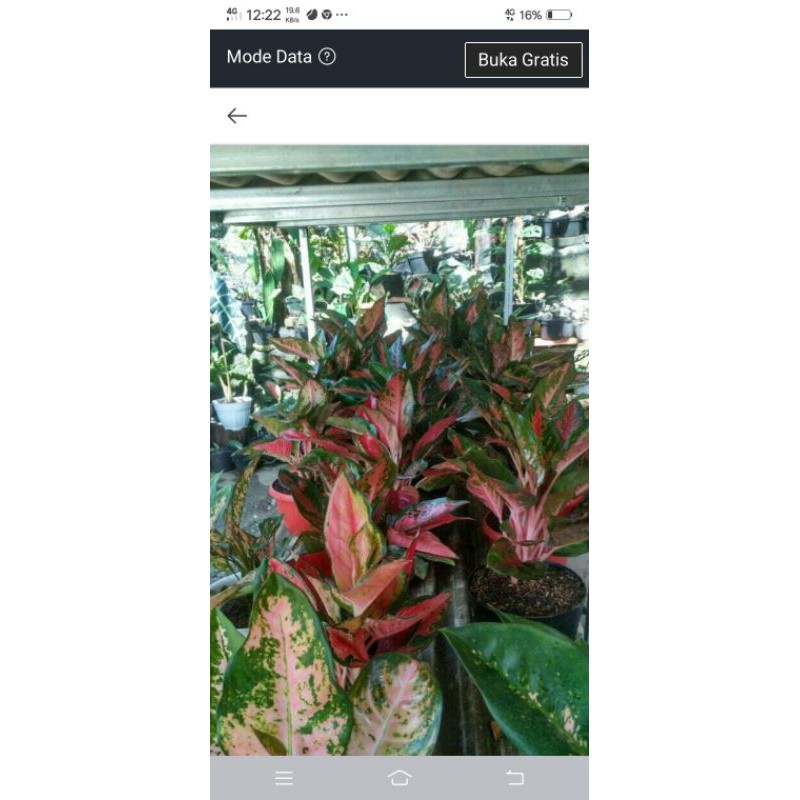 5 pcs Red kocin batik Rumpun 5, usia Remaja