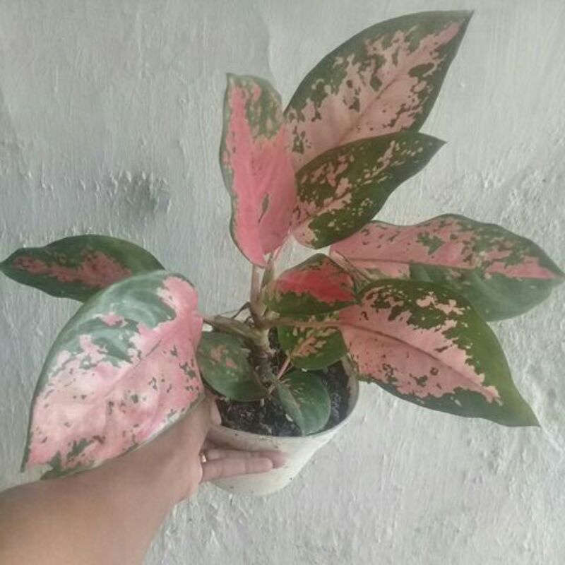 aglonema kochin bawa anak 1.kochin eboni/hybrid/pa.nilai sendiri