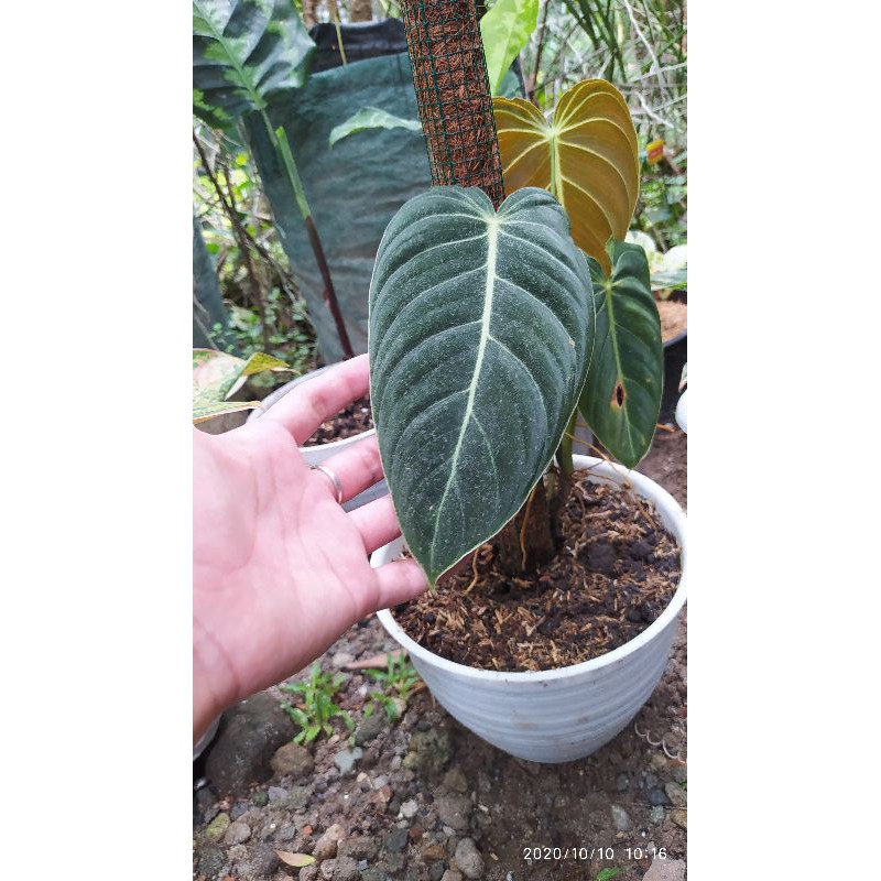 Philodendron Melanochrysum philodendron melanocrysum