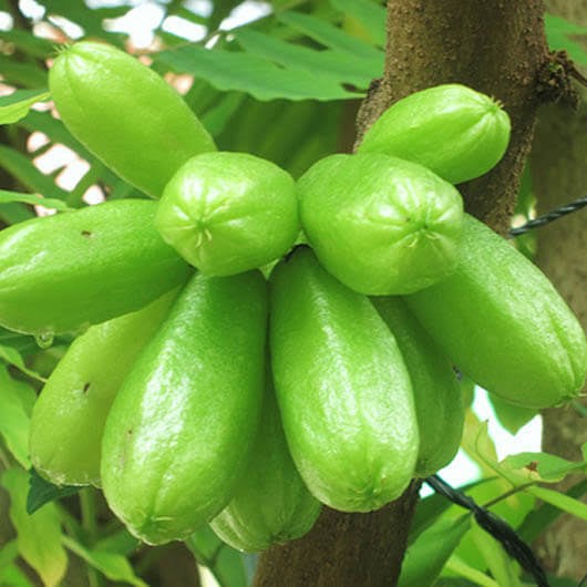 BIBIT TANAMAN BUAH BELIMBING WULUH-BIBIT BELIMBING