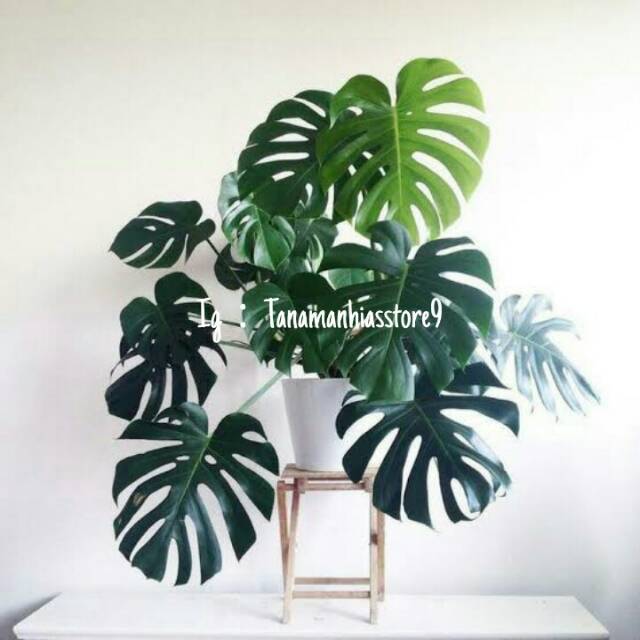 Tanaman Hias Benih Monstera Deliciosa Monstera Daun Tanaman Merambat Menjalar Shopee Indonesia