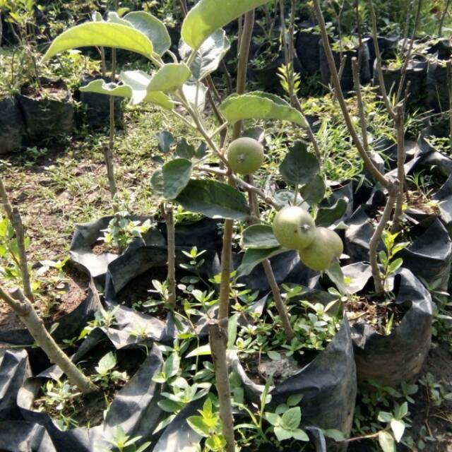 bibit apel anna sudah berbuah - berbunga