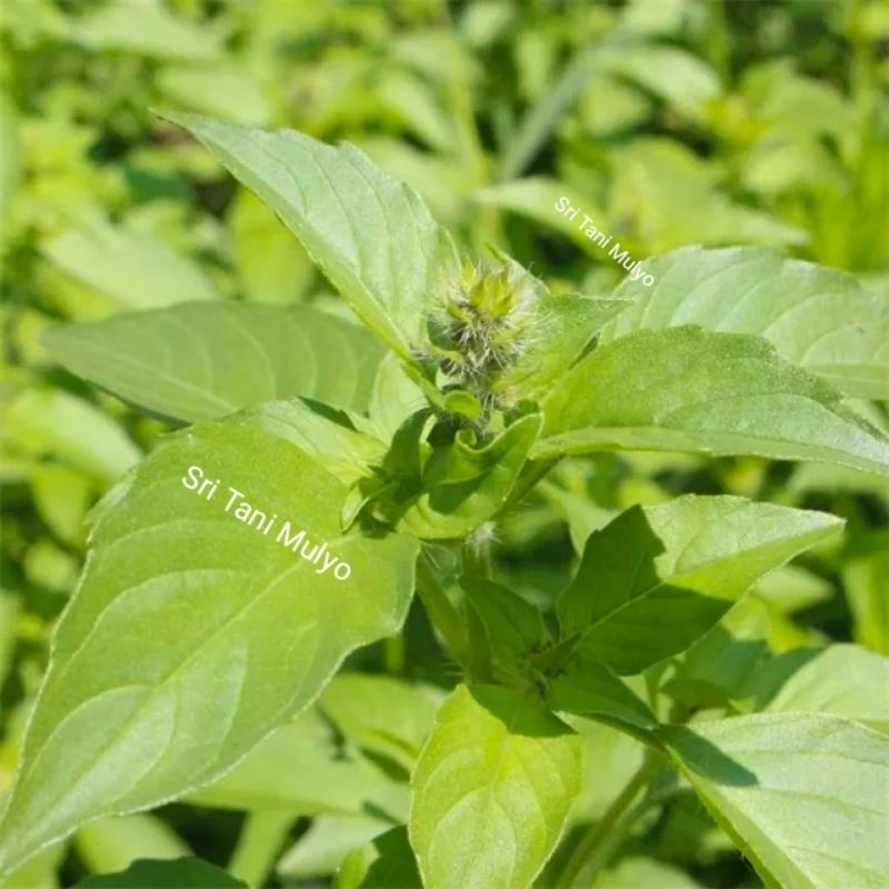 Biji  Benih KEMANGI Lalap Super Berkwalitas  Bibit Sayuran  Benih Sayuran Basil Lemon Bibit Kemangi 