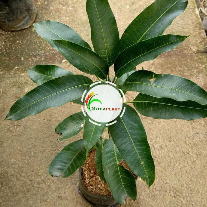 Bibit Pohon Mangga Arum Manis - Tanaman Buah Mangga Harum Manis New