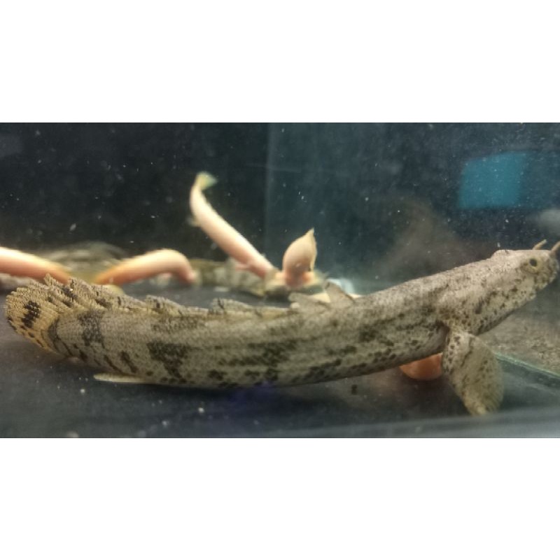 palmas endlicheri 13cm