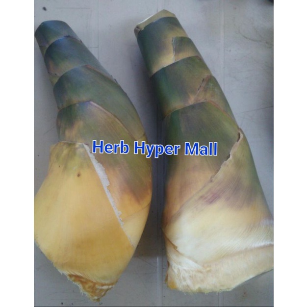 

REBUNG BAMBU SAYUR FRESH 1kg