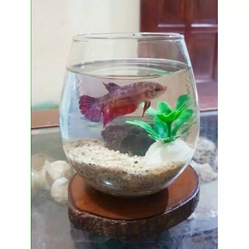 Aquarium cupang / tank cupang / Akuarium Ikan mini / aquascape mini / Akuarium mini / soliter cupang