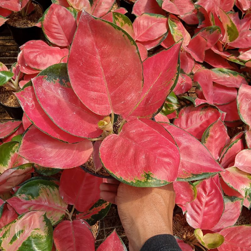 aglonema red cery size dewasa daun bulat