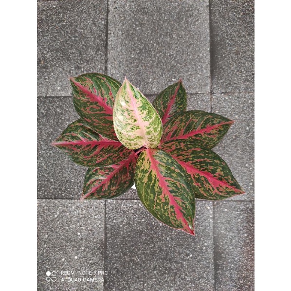 aglaonema yohana