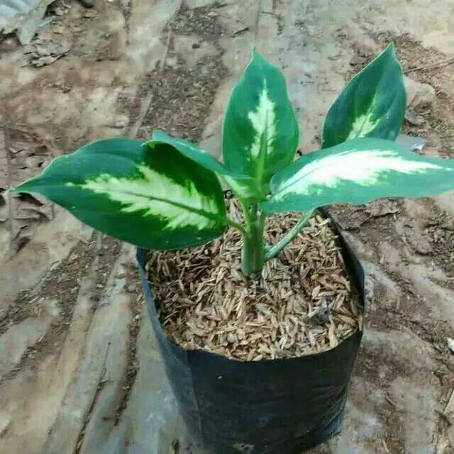 Tanaman hias aglaonema aglonema blanceng susu taneman aglo