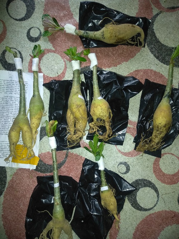 Bibit Bunga Kamboja Jepang Terbaru