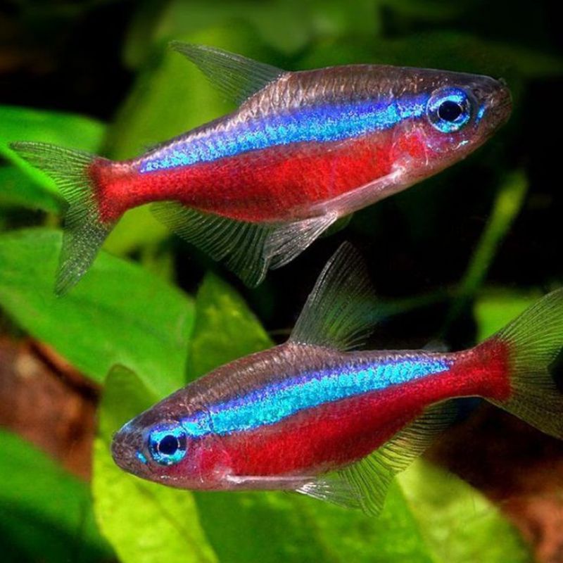 Jual 50 Ekor Neon Cardinal Tetra Ukuran Sm Indonesia Shopee Indonesia