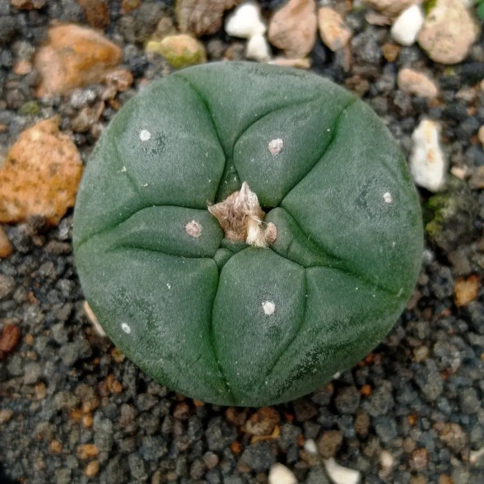 lophophora williamsii kaktus