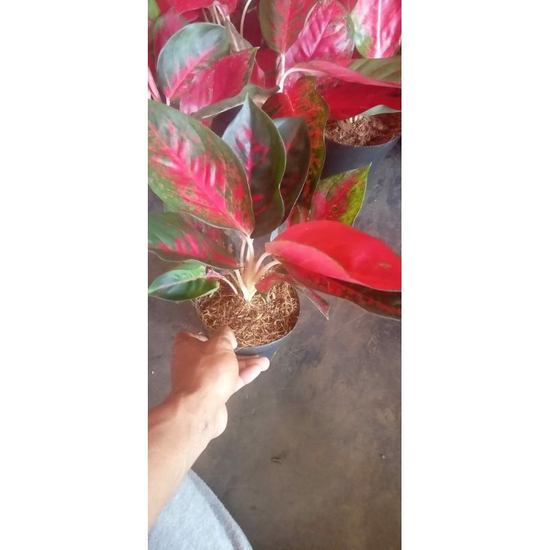tanaman hias aglaonema suksom jaipong/suksom