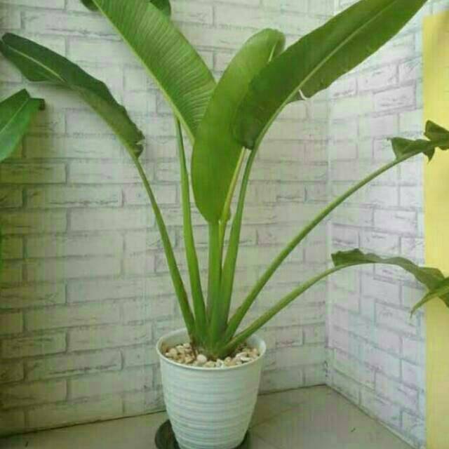 Jual Tanaman Hias Pohon Pisang Kipas Tinggi Mtr Shopee Indonesia