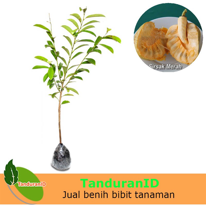 Tanaman Buah Sirsak Merah
