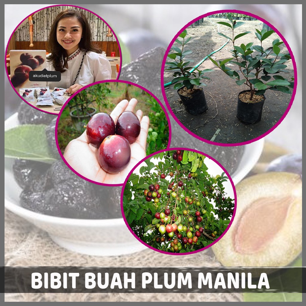 Bibit Buah Plum Manila