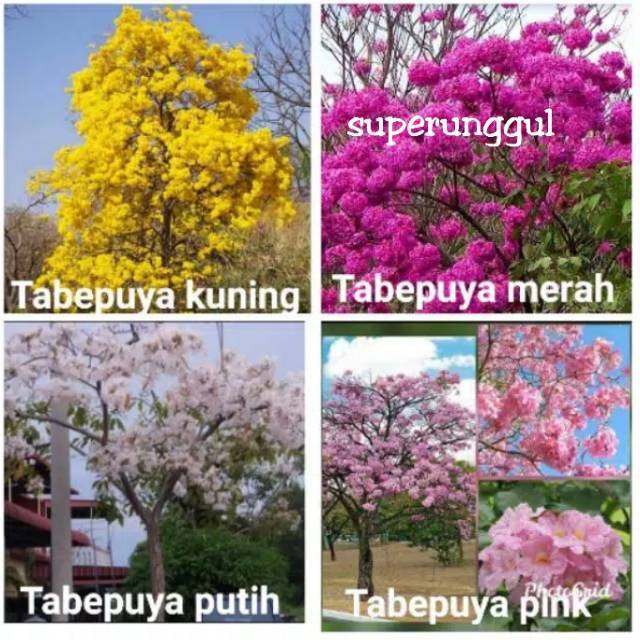 Satu paket bibit tabebuya