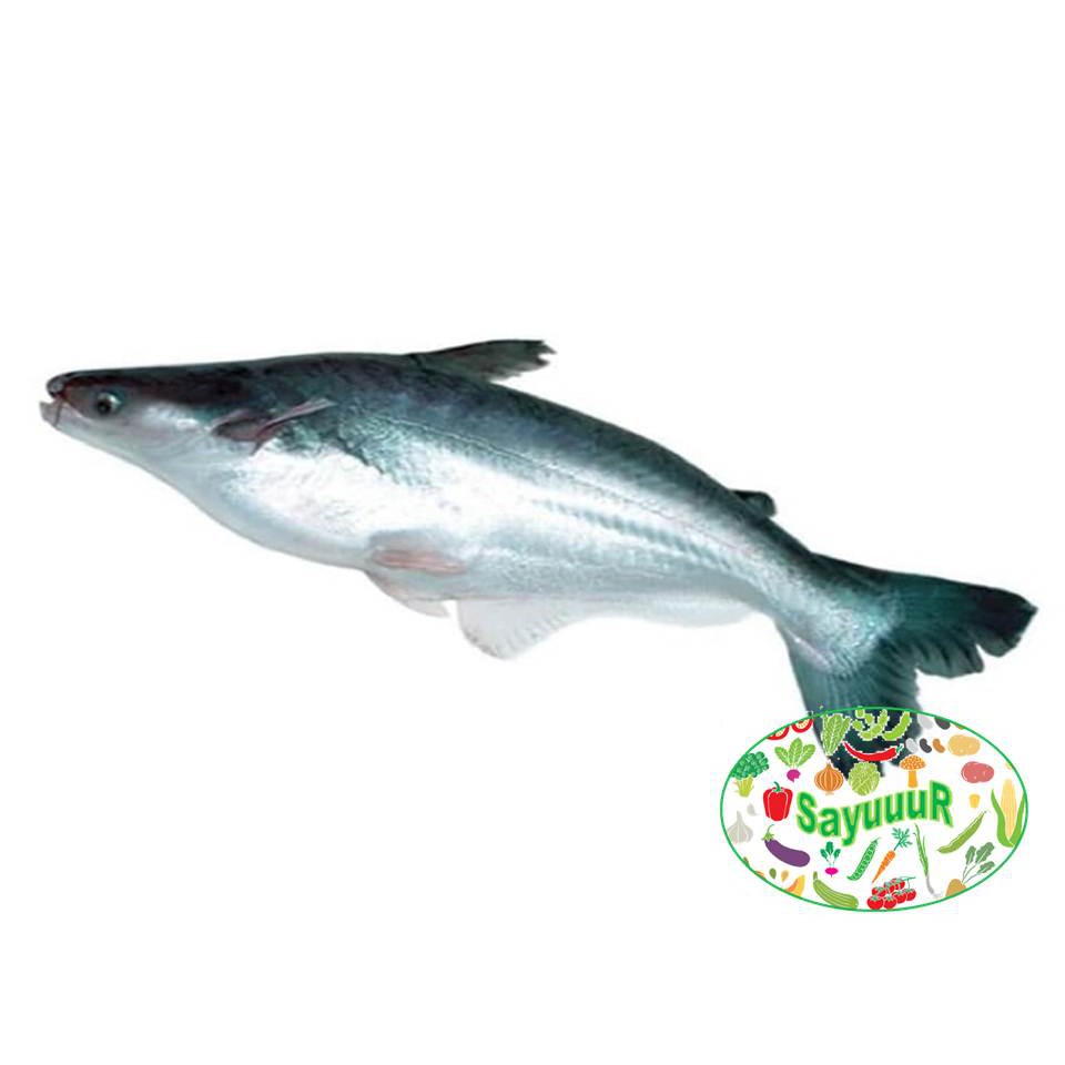 

ikan patin hidup per kg