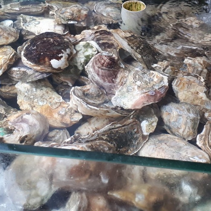 

Kerang Tiram